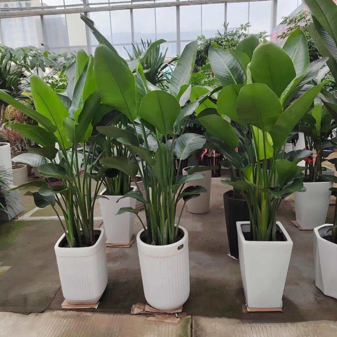 天堂鸟叶子卷边开裂的原因及预防方法