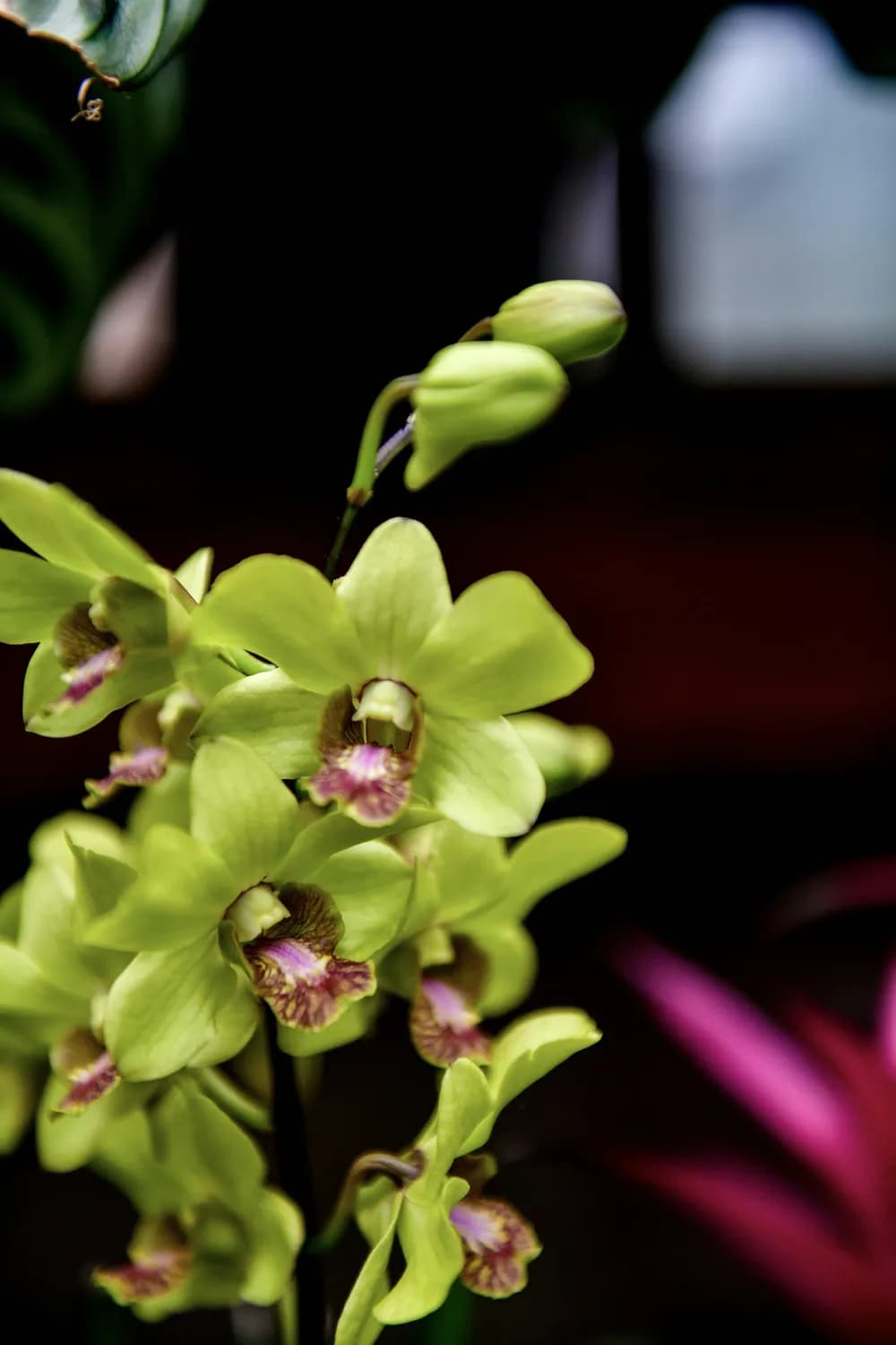 春节送蕙兰，传递美好祝福