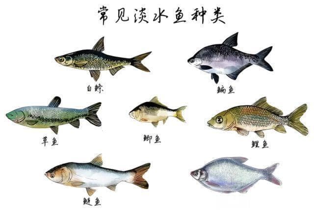 中国本土十大淡水名鱼，你都吃过哪种？