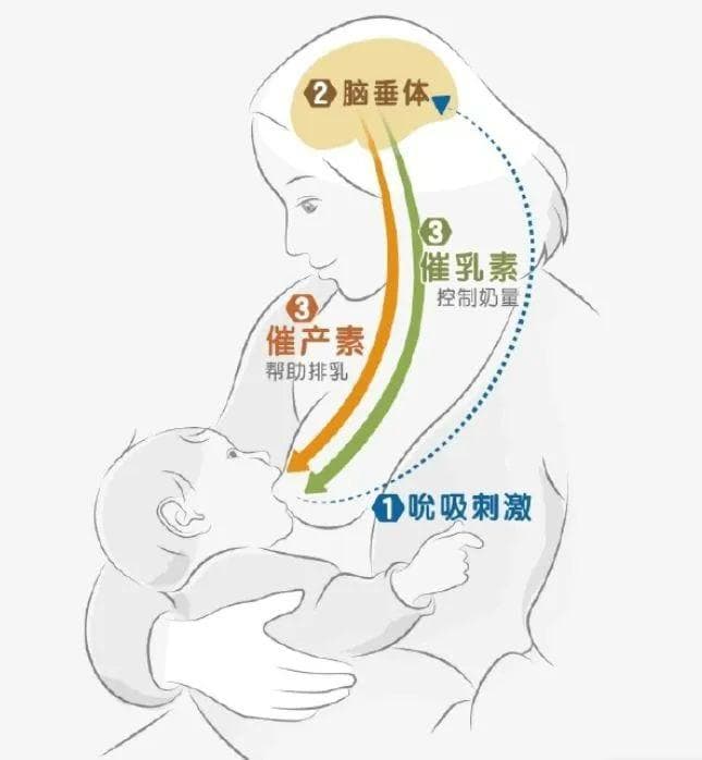 一个用催产素解释同情的心理学框架