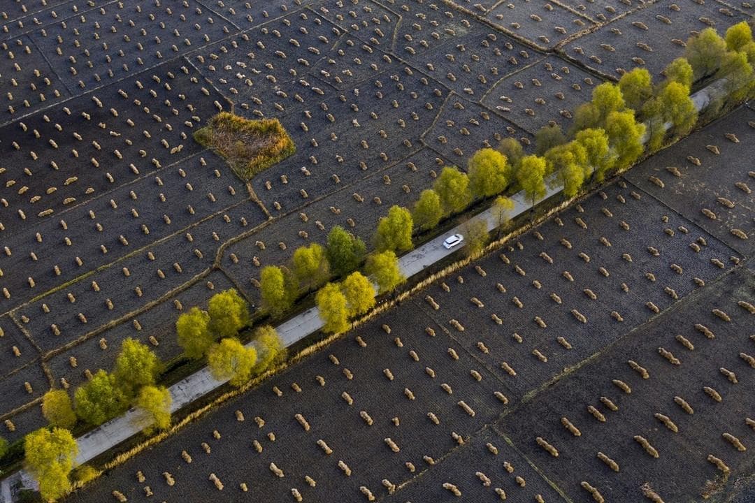 中国南方哪的大米最好吃？这5种“米王”上榜，口感不比东北大米差