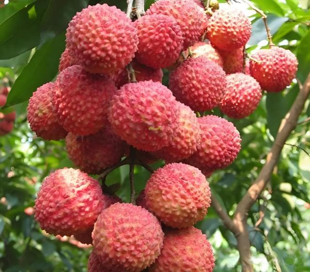 荔枝的营养价值：维生素C、矿物质、抗氧化剂一应俱全
