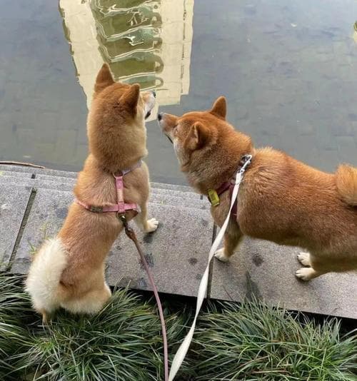 柴犬的饲养指南：合理控制狗粮饭量的15个要点