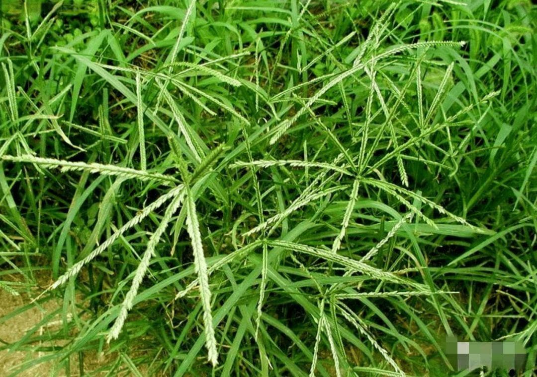 草坪杂草识别图鉴：禾本科、阔叶科、莎草科三大类杂草详解