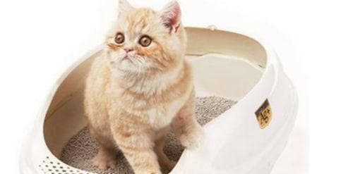 猫的排泄习惯与健康（了解猫的排泄习惯）