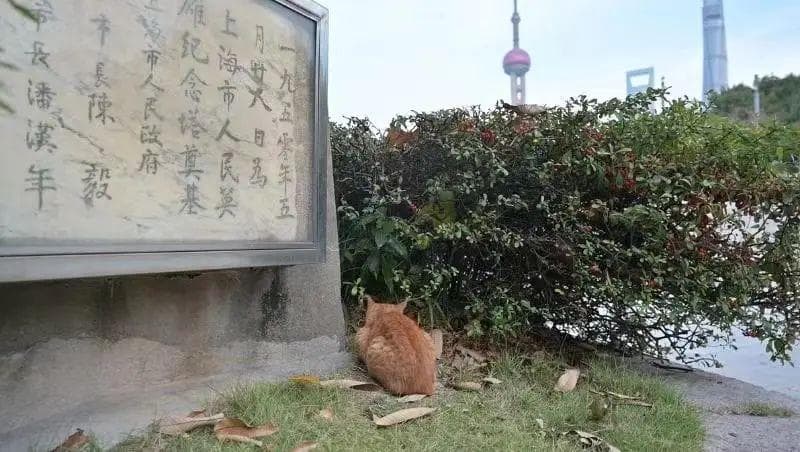 流浪猫如何与社区和谐共处？黄浦积极探索共治模式