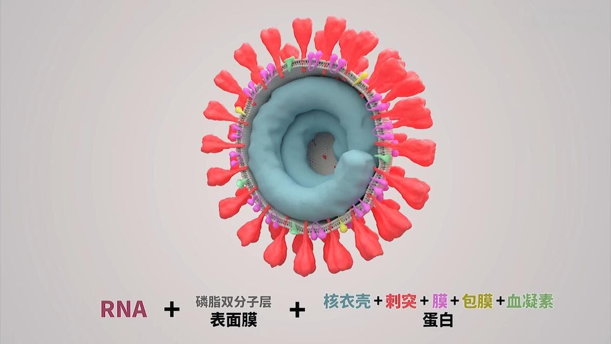 简单快速的新冠检测：胶体金法抗体检测原理