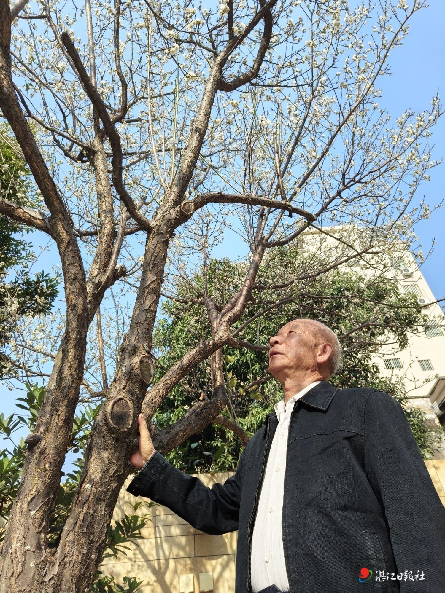 暗香疏影绕梅城