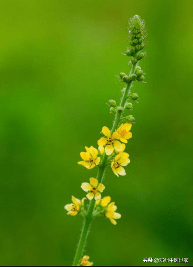 抗癌中药瑰宝 —— 仙鹤草