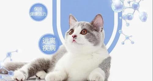关注宠物健康，预防猫咪软骨病