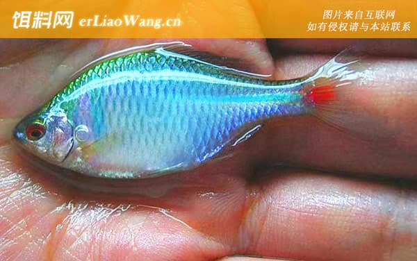鳑鲏吃黑壳虾吗？4步告诉你答案_清晰图解
