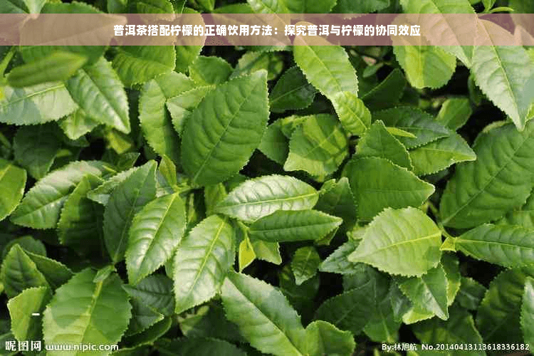 普洱茶搭配柠檬的正确饮用方法：探究普洱与柠檬的协同效应