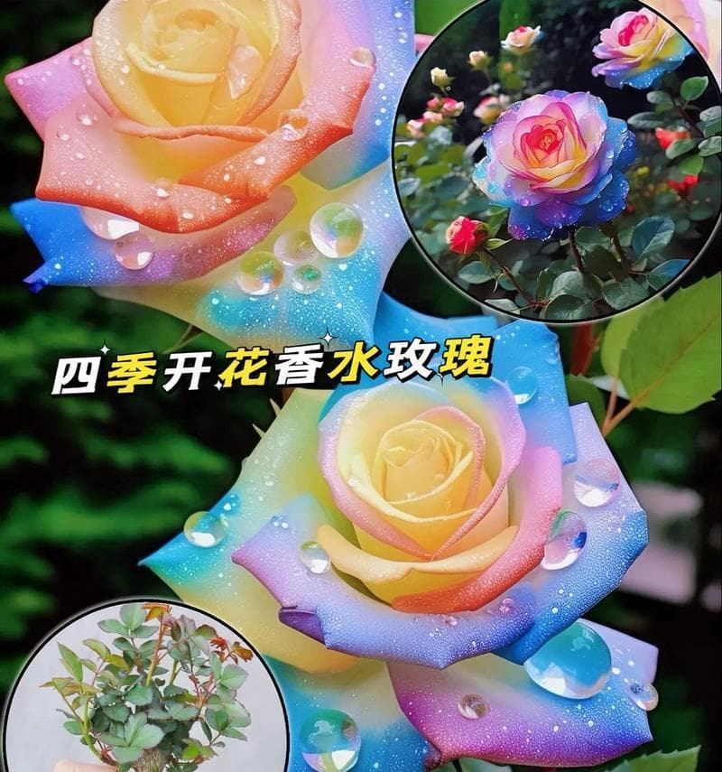 玫瑰花颜色的不同含义：每种颜色代表的情感与象征