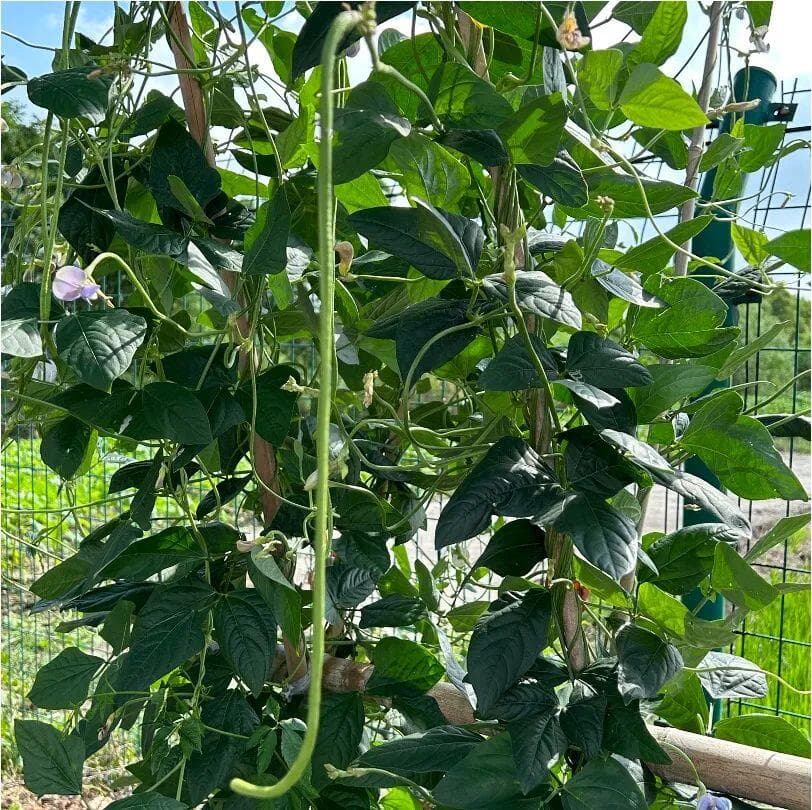 四季豆&豇豆种植全攻略：品种选择与种植方法详解