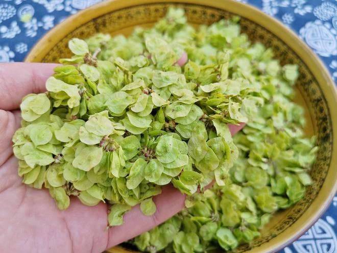 唯一不含草酸的蔬菜！比荠菜、韭菜还鲜嫩，尝鲜仅10几天，别错过