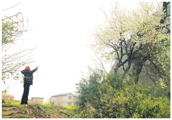 桂林桃花江边梨花“走红” 市民游客纷纷“打卡”