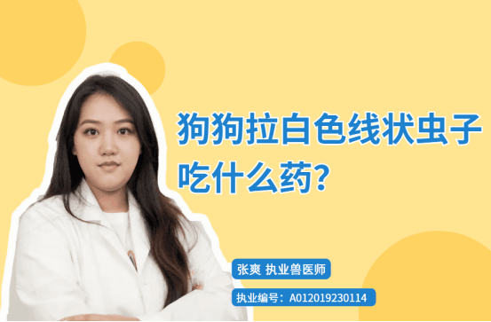 狗狗拉白色线状虫子怎么办？专业驱虫指南来了