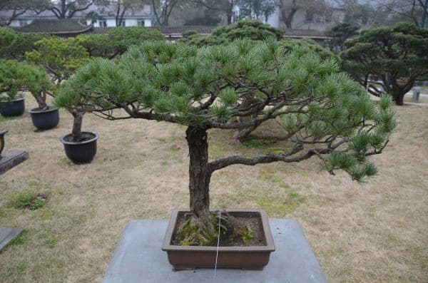 松树盆景怎么养？如何培育松树盆景