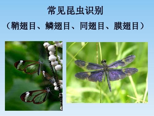 昆虫八大目分类：从蝴蝶到甲虫的奇妙世界