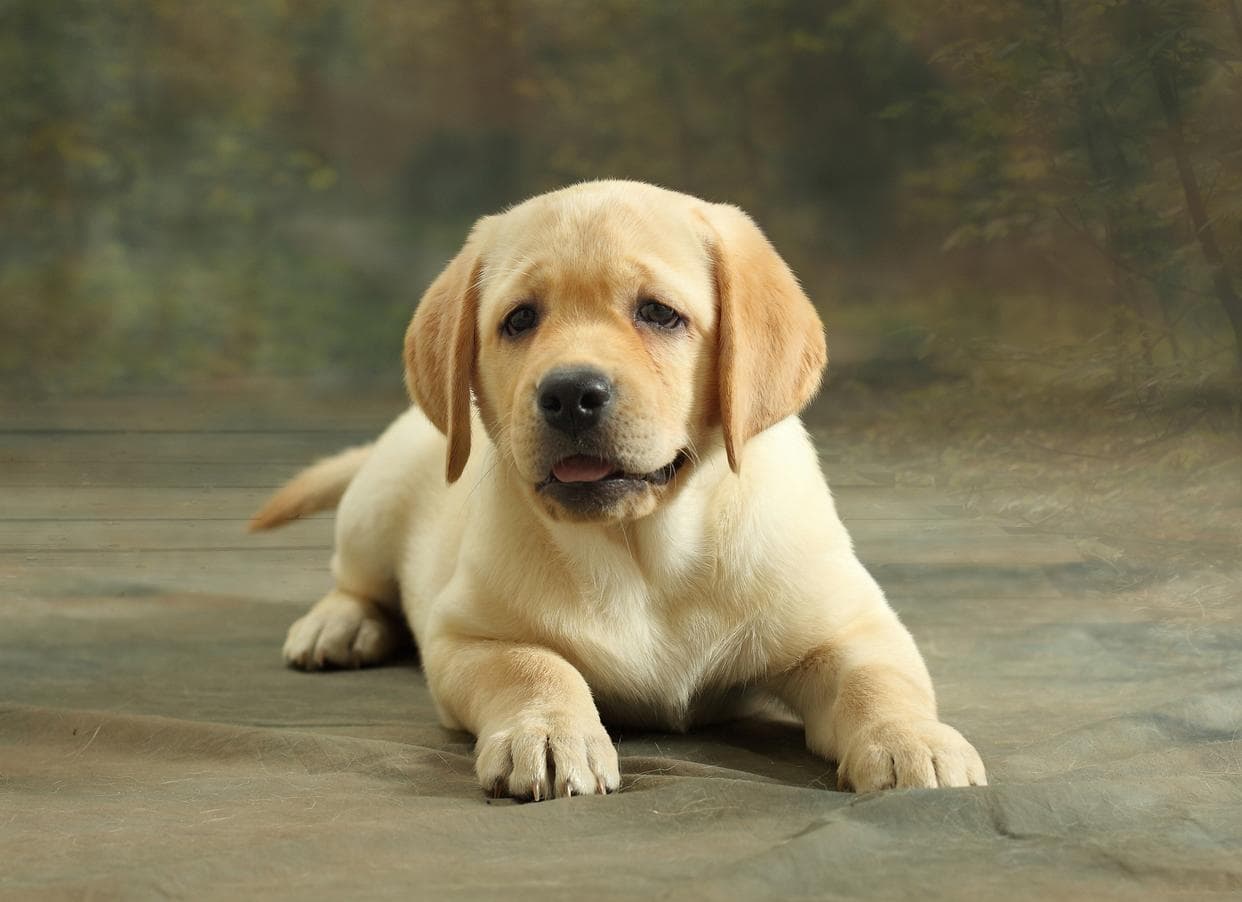 拉布拉多犬的训练方法，运动量控制及驯化注意事项