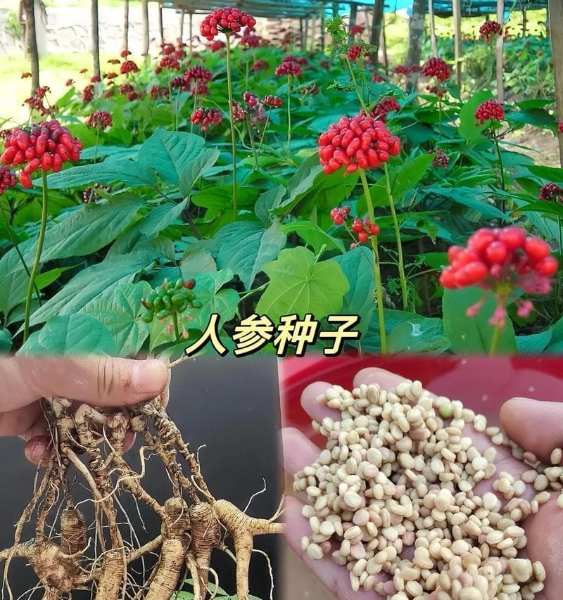 人参种子的最佳种植时间及方法