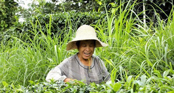 茶叶采摘的最佳时间（了解茶叶采摘的基本规则）