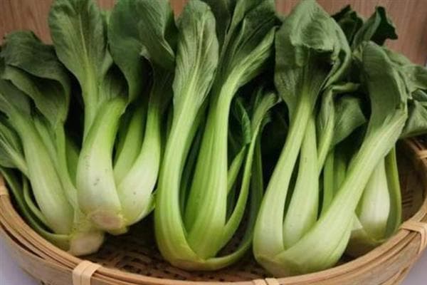 上海青种植全攻略：从选种到采收的详细指南