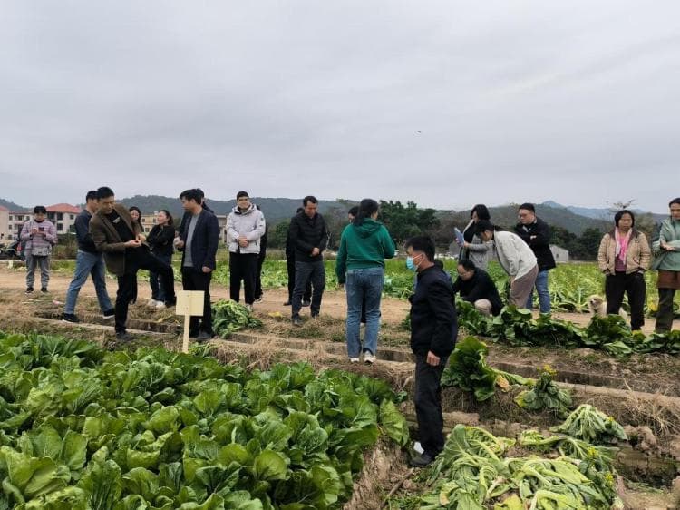 惠城区梅菜品种遴选培优做好“土特产”文章