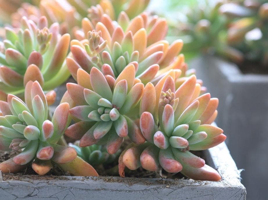 探秘海南热带植物园：自然的宝库，绿色的奇迹