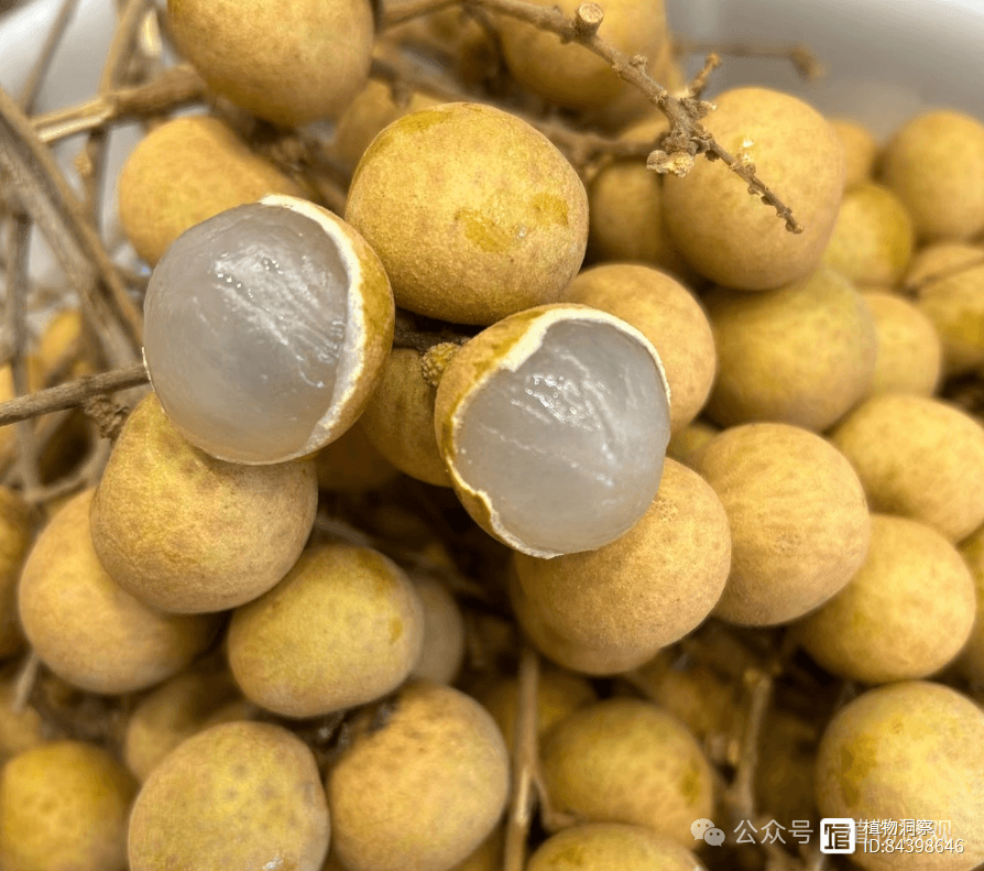 龙眼：千年南方珍果的食用与药用价值