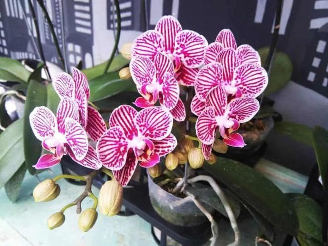 室内兰花养护通用技巧，这12点做好，各类兰花都能养好