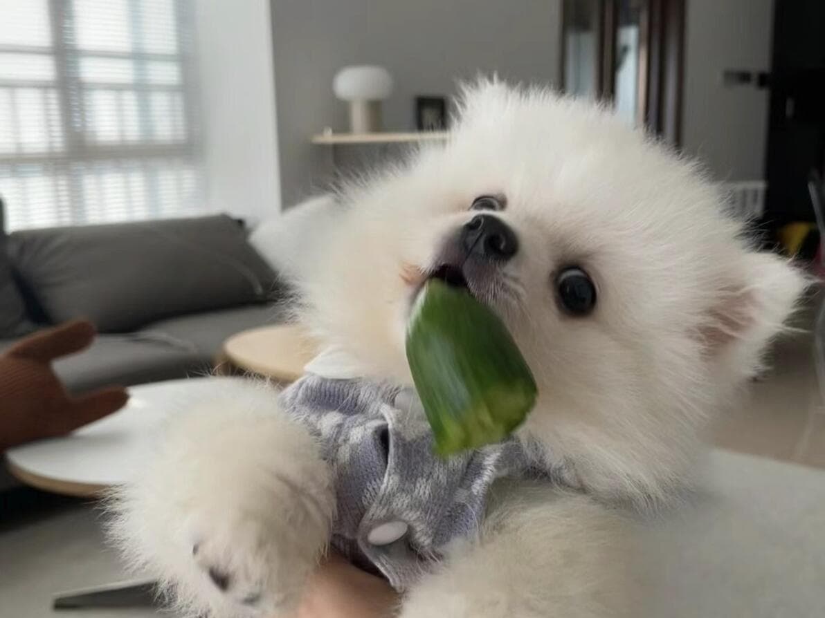 膳食纤维对狗狗的健康竟然这么重要！