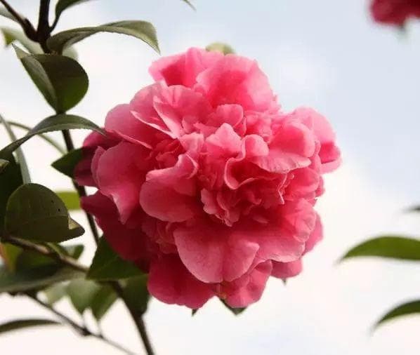 美美山茶花如何养植？茶花的养殖方法和注意事项