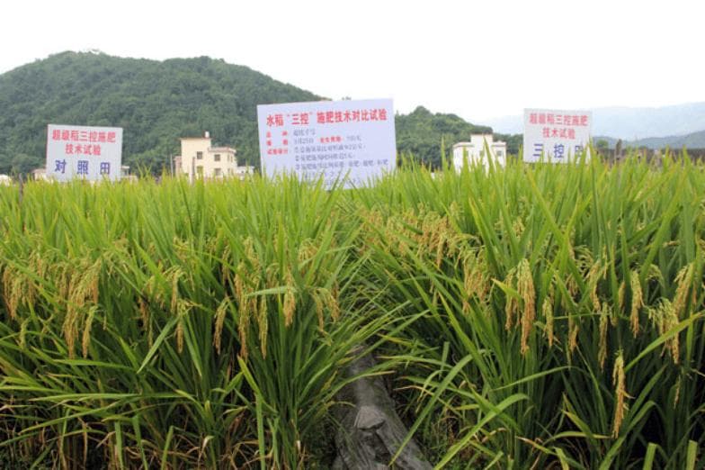 如何施肥能高效增产？水稻“三控”施肥技术快来了解→