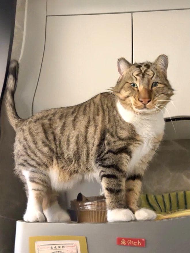 12生肖没有猫，这不科学
