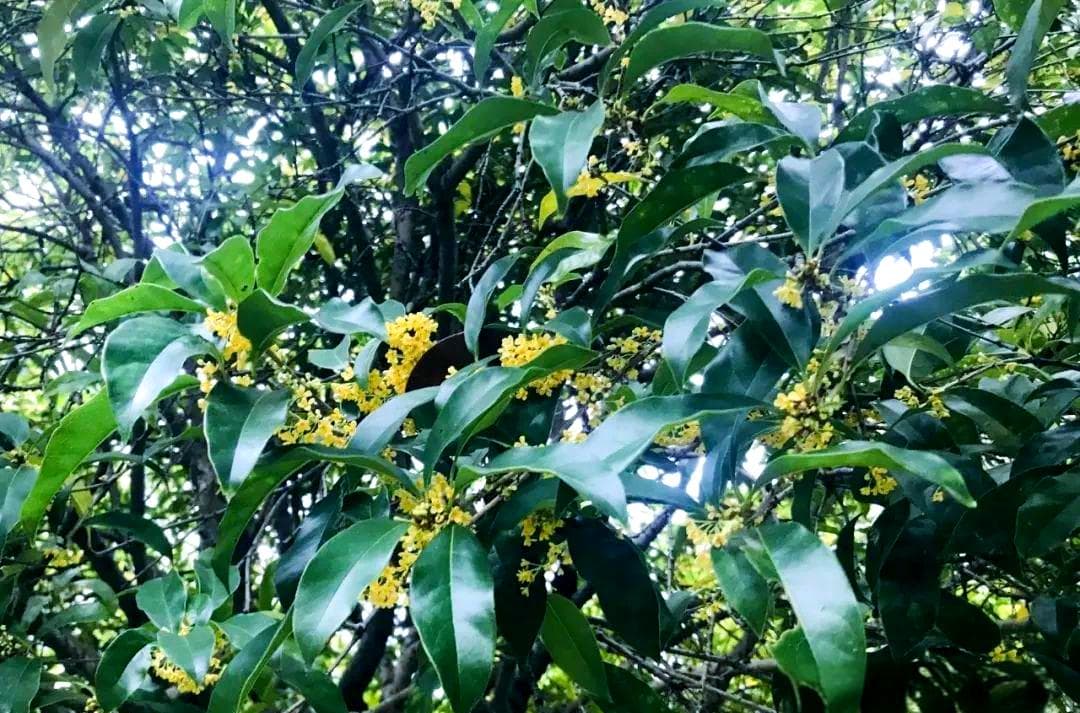 桂花树在家居风水中的应用与栽植指南
