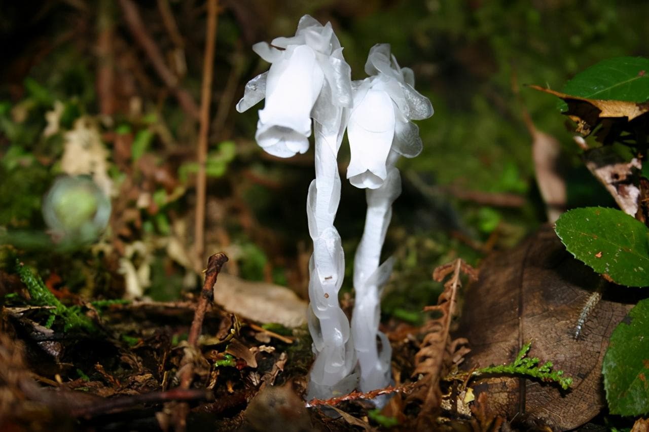 水晶兰花怎么养（水晶兰的栽培方法介绍）