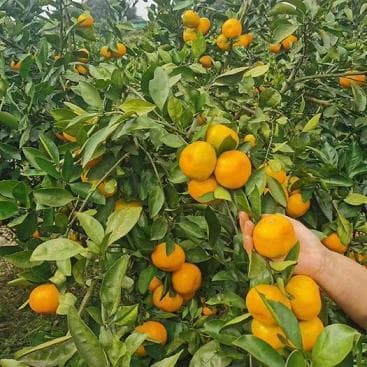 柑橘沙皮病防治要点：关键时期用药与综合防治方案