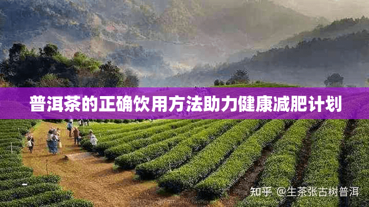 普洱茶的正确饮用方法助力健康减肥计划