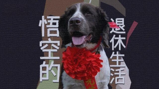 功勋警犬退休后拒绝躺平，“悟空”升级当起了师父？