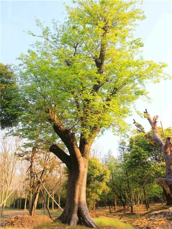 榆树和榔榆有什么区别吗？