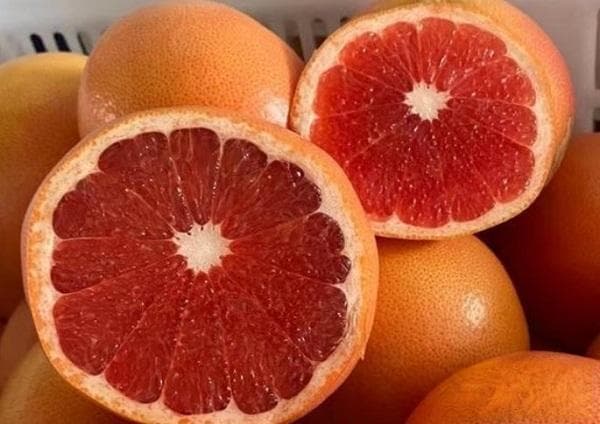 2025未来10大暴利水果种植