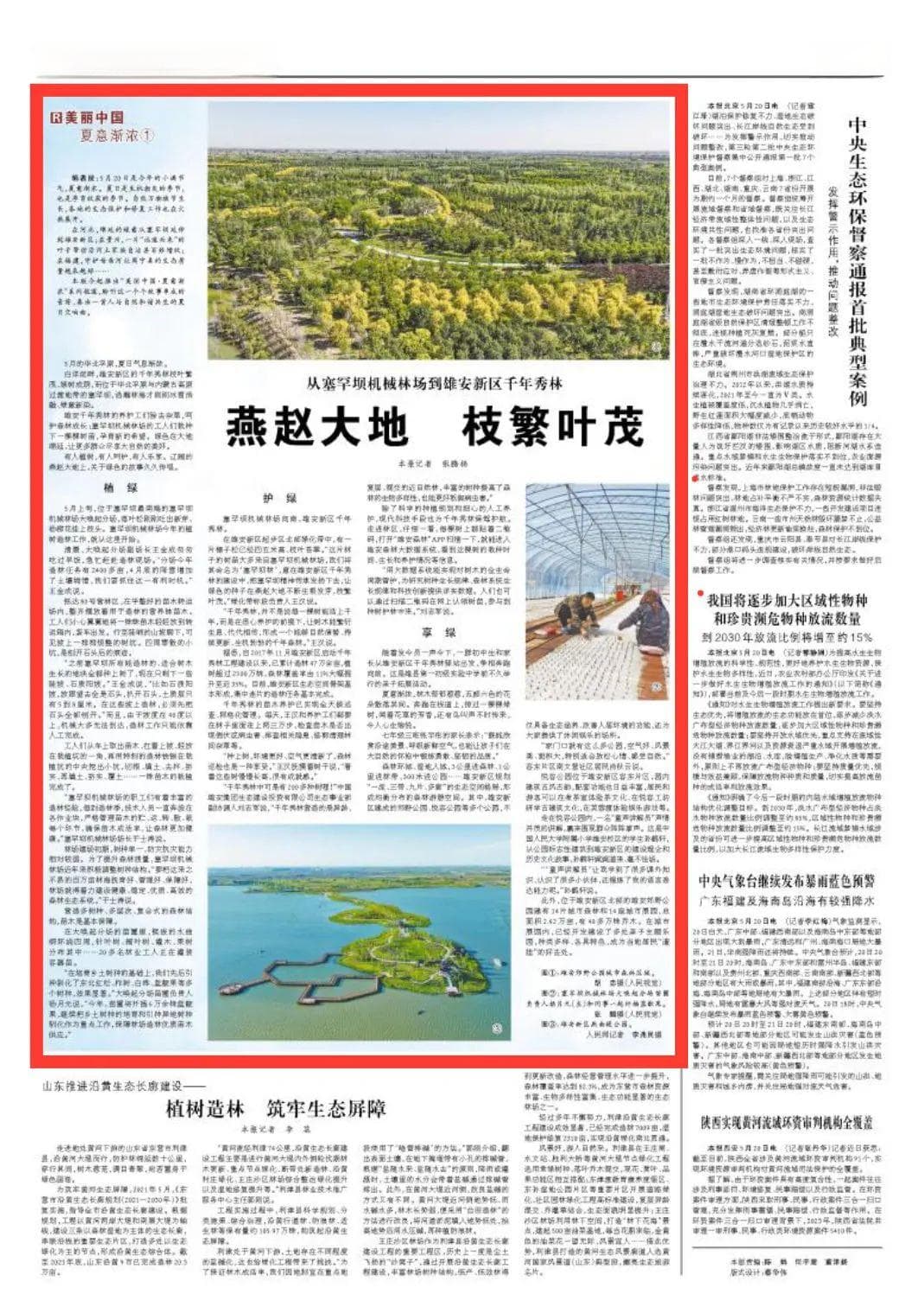 从塞罕坝机械林场到雄安新区千年秀林！燕赵大地，枝繁叶茂！