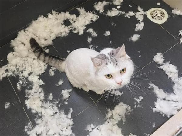 猫咪吃鱼油有必要吗？是不是智商税？