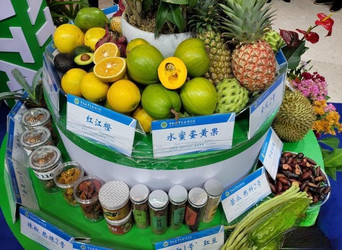 海南大力发展榴莲等热带优稀水果产业