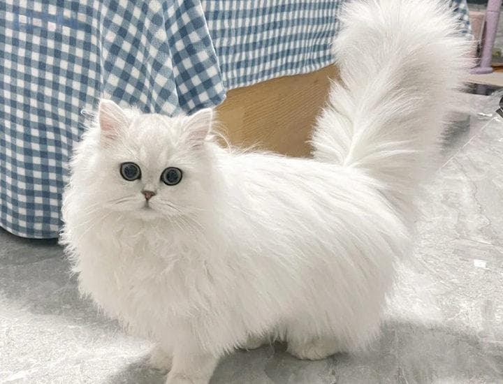 金吉拉猫美容技巧：从脸部擦拭到毛发梳理的完整指南