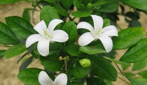 金鱼花（探究金鱼花的适宜生长环境）