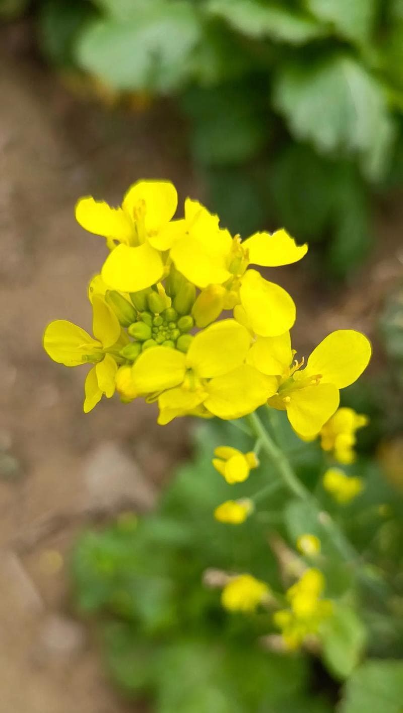 白菜开花的原因和处理方法（解析白菜开花，让园艺爱好者不再困惑）