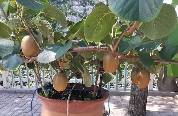 新家适合种植哪些果树盆栽植物？