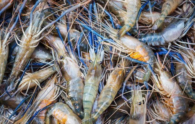 诱捕河虾有讲究：这些饵料最能吸引青虾上钩